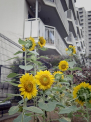 バンカ