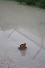 frog