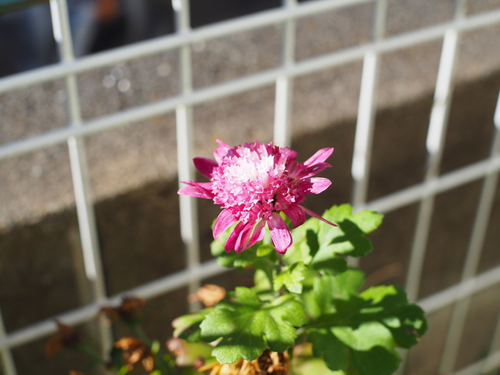 KSBN⑪