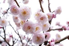 梅の花