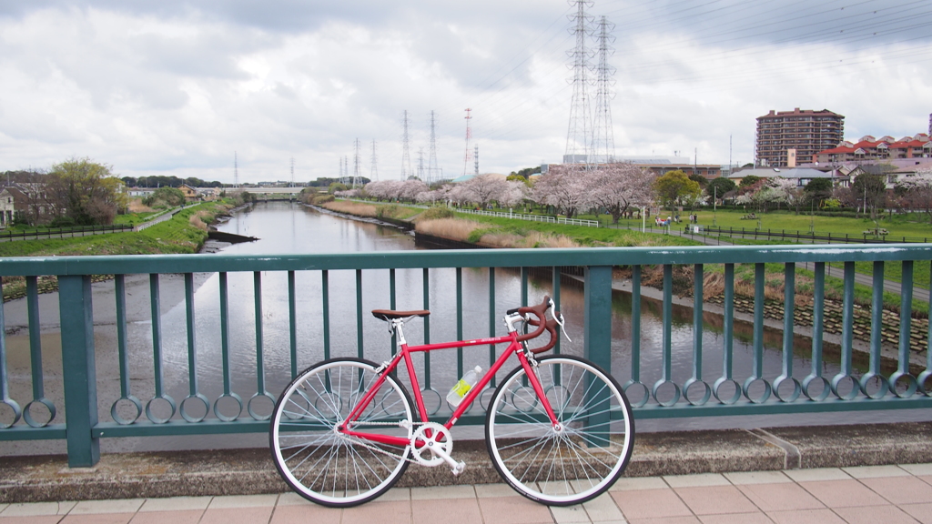 花見川の桜④