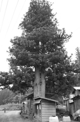 雷 #7