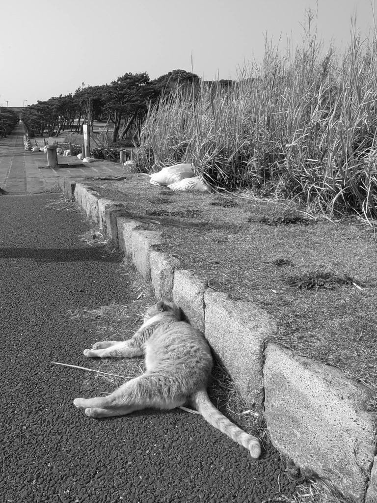 城ヶ島公園の主