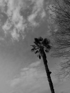 palm tree