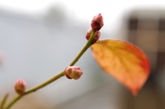 マクロ試し撮り #1