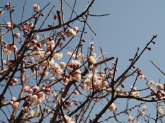 梅の木4分咲き