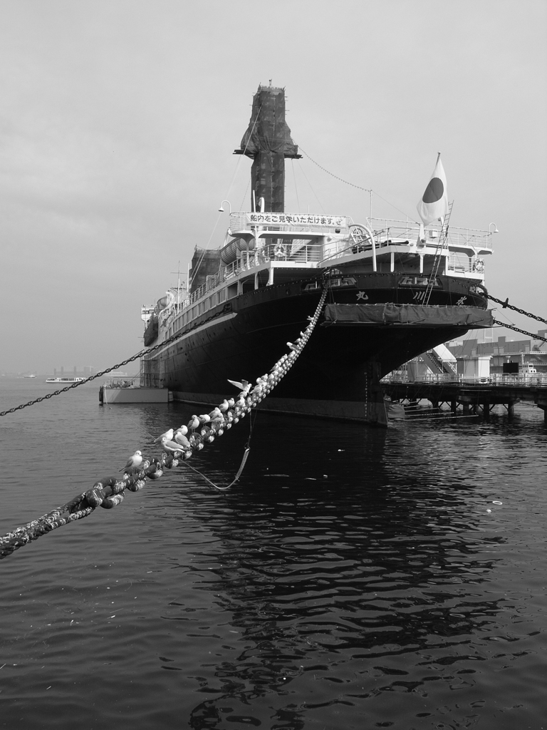 chained sea gulls