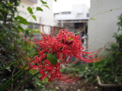 彼岸花