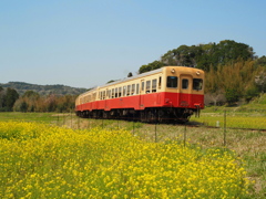 菜の花と小湊鐵道