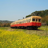 菜の花と小湊鐵道