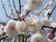 UME #2