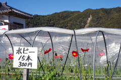 一本20円