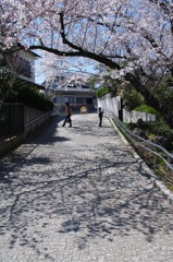 IMGP4254