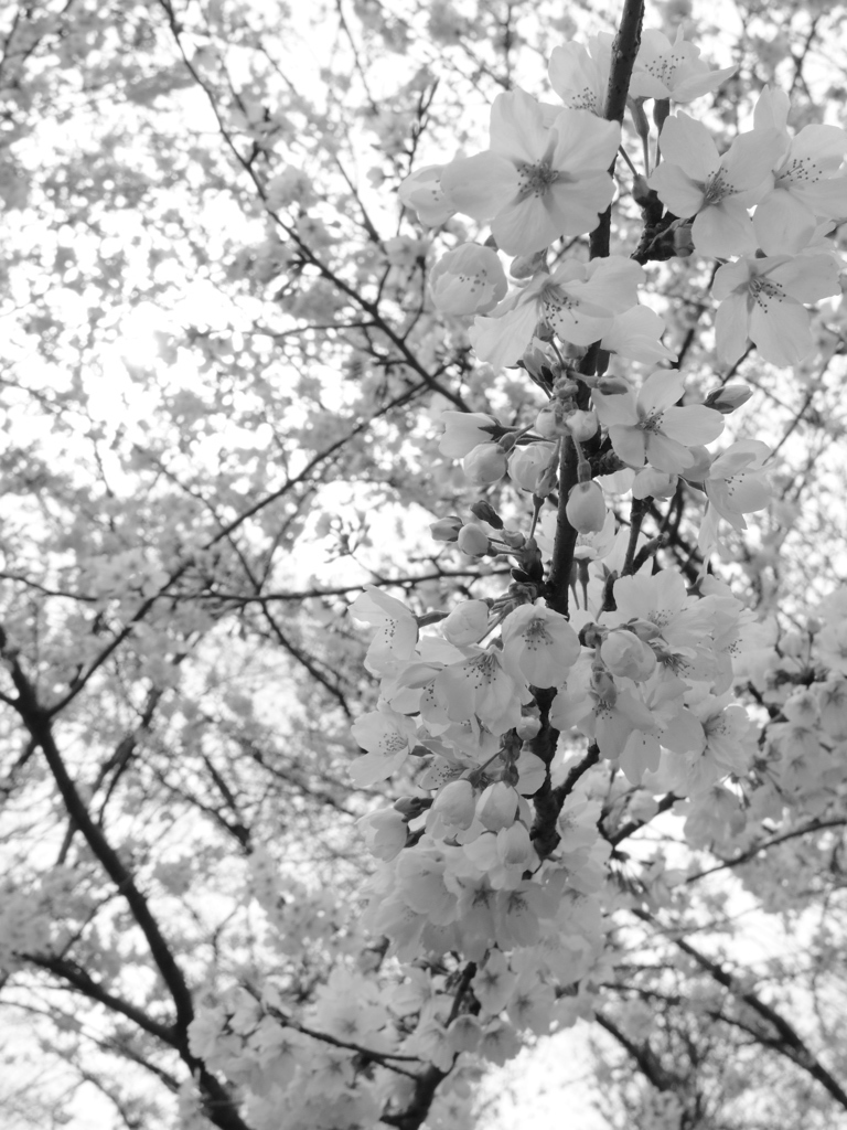 cherry blossom　#4