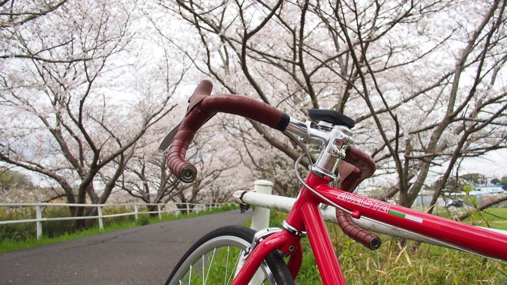 花見川の桜②