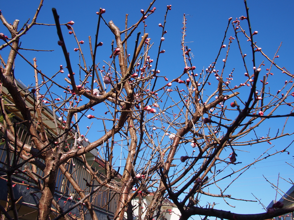 梅の花の蕾がでてきた