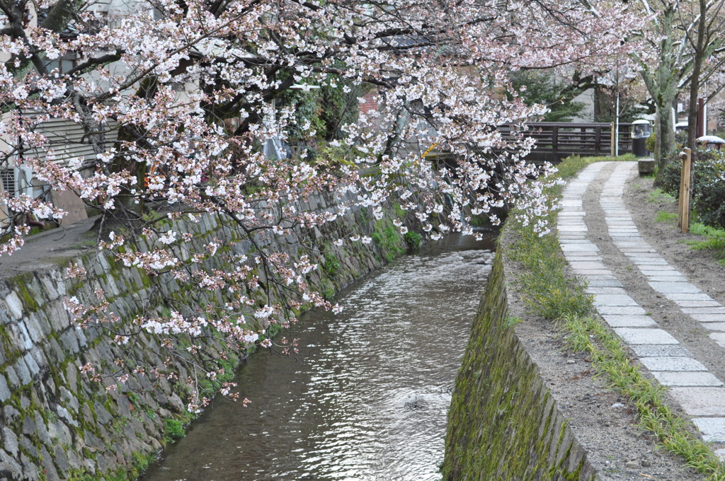 哲学の道と桜