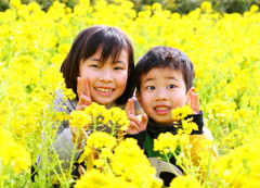 菜の花畑にて