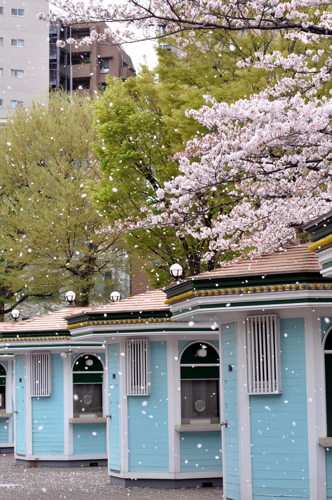 桜ふぶき