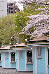 桜ふぶき