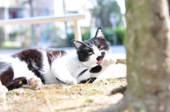 毛づくろい野良にゃん