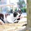 毛づくろい野良にゃん