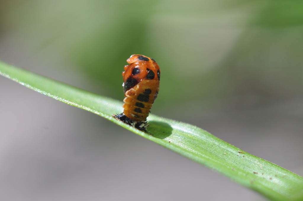 てんとう虫のアクロバチックな脱皮 By しろやぎ Id 写真共有サイト Photohito