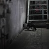 夜といっしょ