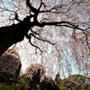 桜天井