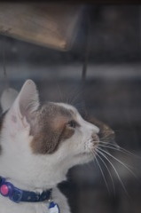 深窓の令嬢猫