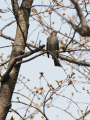 Bird-0001