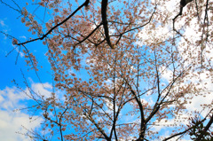 桜到来