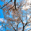 桜到来