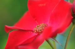 薔薇