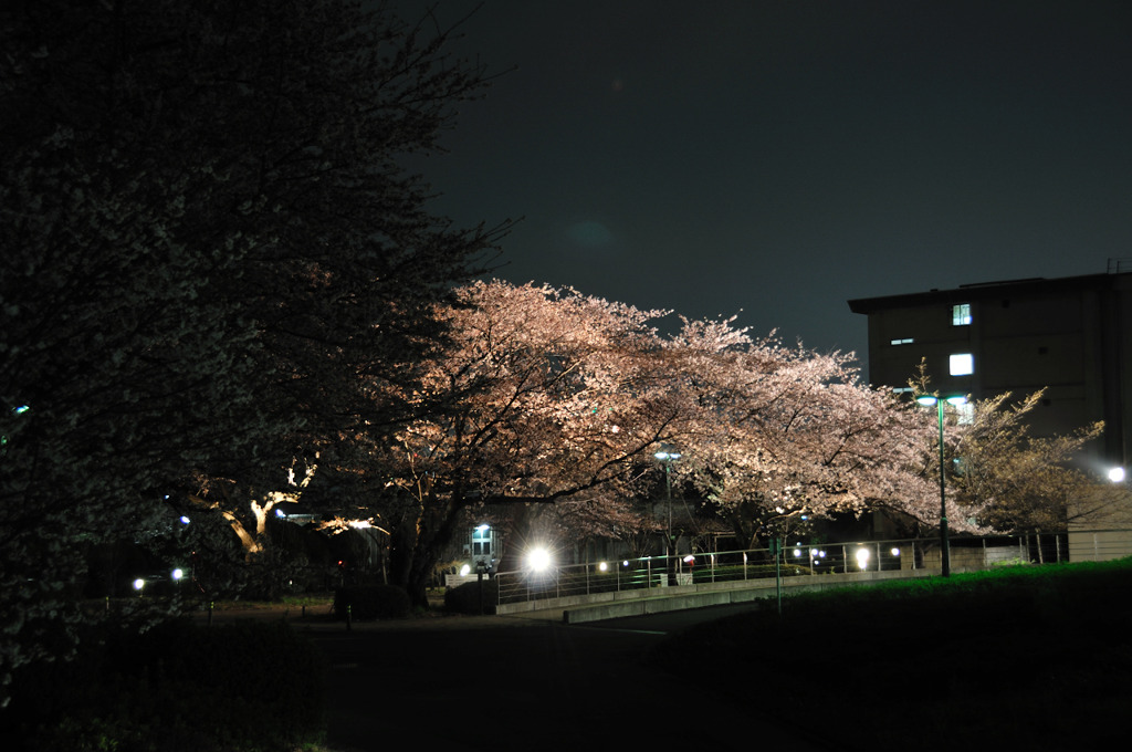 夜桜満開
