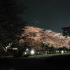 夜桜満開