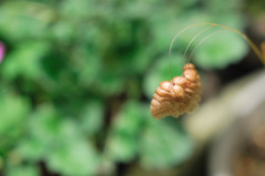 小判草