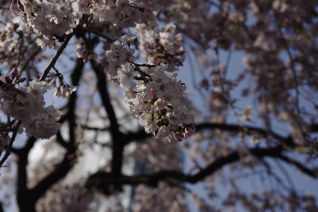 桜20100330