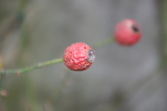 IMGP0439