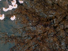 岩倉桜まつり　水面