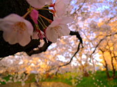 岩倉桜まつり　中の蕾