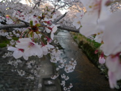 岩倉桜まつり　五条川と