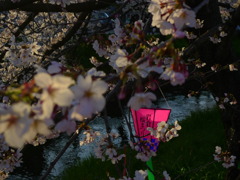 岩倉桜まつり　ぼんぼり