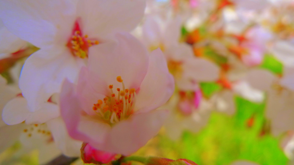 岩倉桜まつり　小春