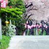 サクラ-Full-道