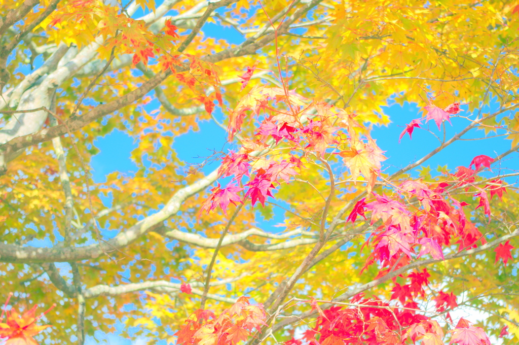 Color-Full