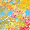 Color-Full
