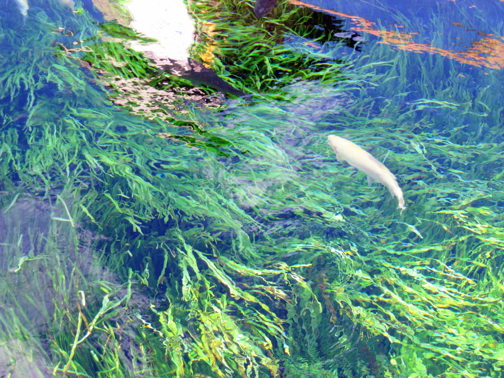 涼魚