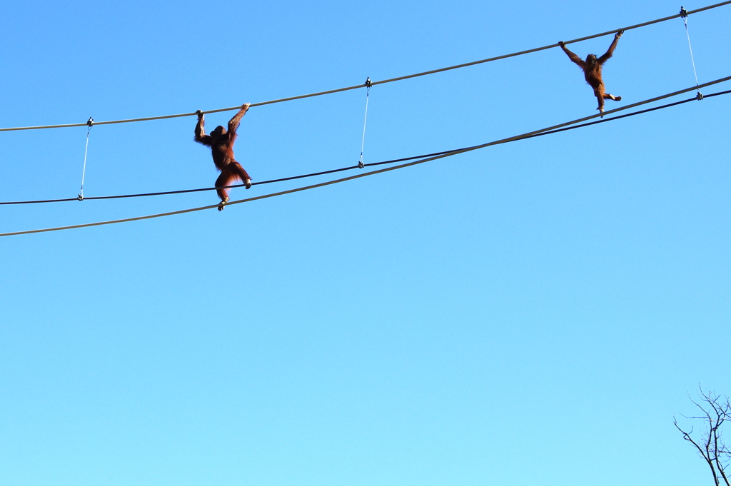 Sky High