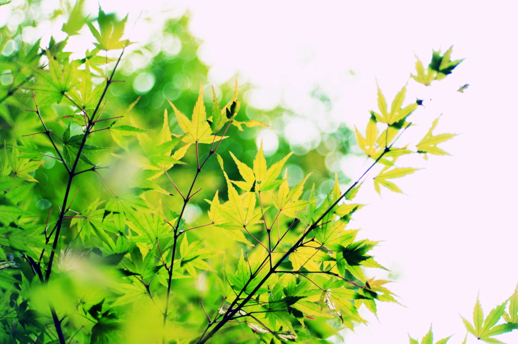イマシバシマタレヨ